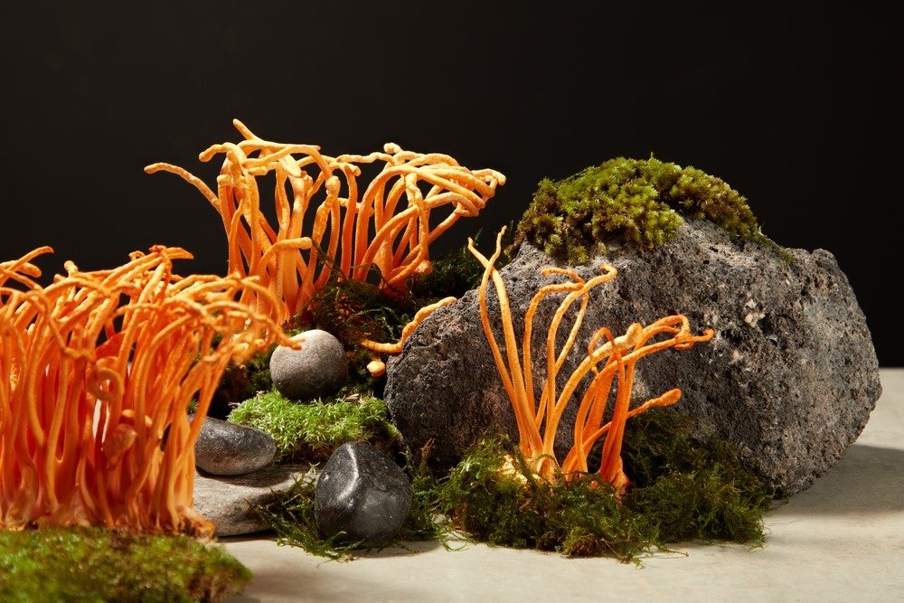 Cordyceps Mushroom Cultivation