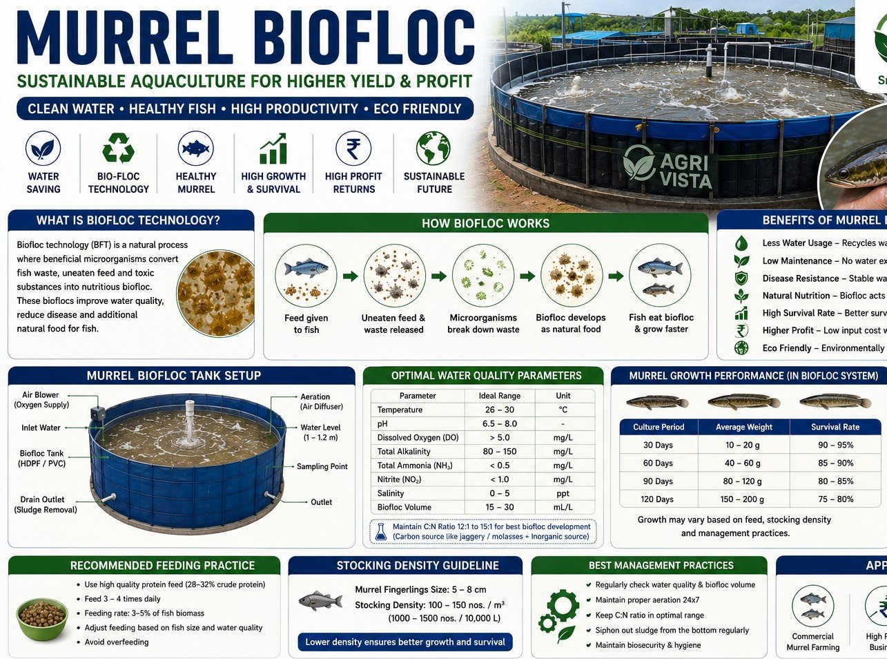 Murrel Fish Biofloc